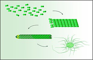 microtuboli